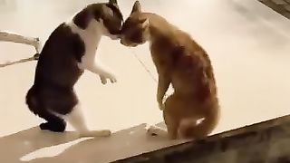 Short trending --Amazing funny vedios """"""/cat and ????????