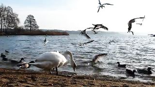 How birds are feeding