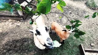 Goat eating green leaves which is amazed to see