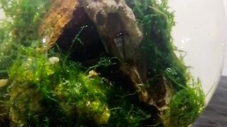Endler guppies