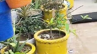Repotting big plant
