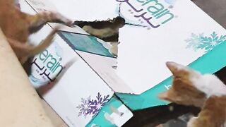 Kittens Funny