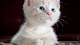 Cutest cat????????????????