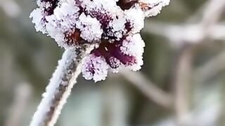 Fresh Snow
