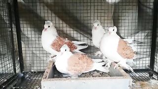 Pigeon |Beautiful Birds