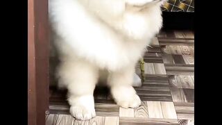 Dog mode Tesla - the  because cabin-overheat protection