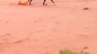 Islamic video
