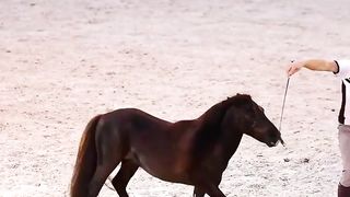 Horse traning