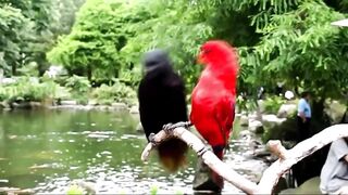 beautiful birds happy sound