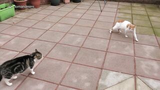 Cat Fight Compilation Video