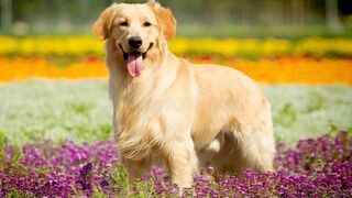 Super funny animals videos.cute dog