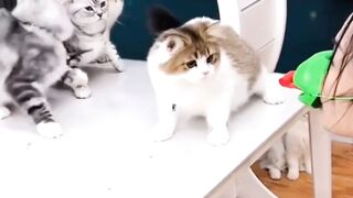 The cat is playing