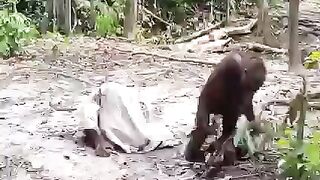 Funny monkey