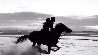 Most Beautiful Horse