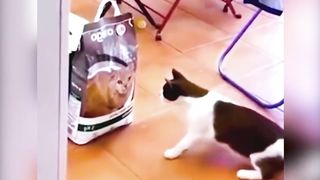 funny animal videi