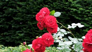 Amazing RED And white fl0wer most beautifully scenes