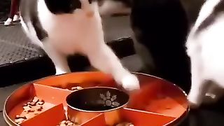 This is how our cats live peacefully
