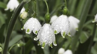 Flowers Garden Dew Waterdrops Water Snowdrop