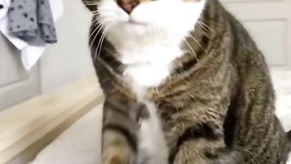 Funny cat