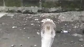 king cobra snake