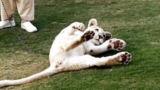 Lion attack