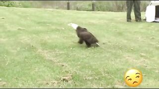 The vulture forgot its own while in captivity.