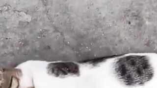 kitten offended