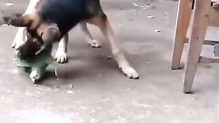 Parrot And Dog fight cute fight