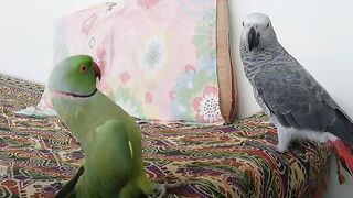 Ringneck Greet African Grey Parrot.