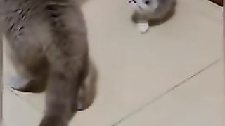 Funny cat doing fun with each other