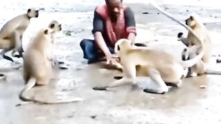 Monkey ????????????funny videi