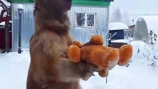 WHAT was this BEAR Thinking ????