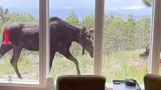 Moose in the house