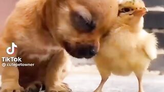 Cute Duckling - Lovely Duck - Two Best Friends - Dog - Duck.