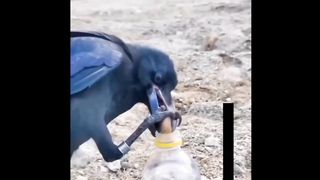 SubhanAllah best Video of the day