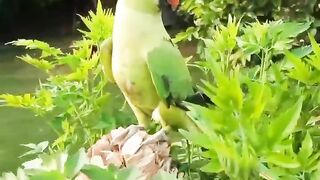 green parrot 2023 home breed