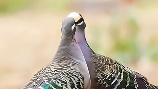 Loving birds
