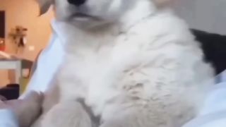 Cute kitten