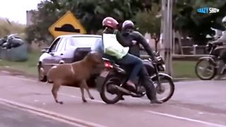 Best Funny Video 2023