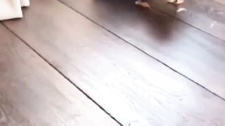 Funny animals that make you laugh