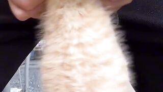 Cute cat dance