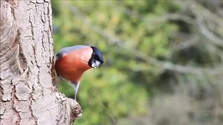 Bas beautiful videos###viral videos purse