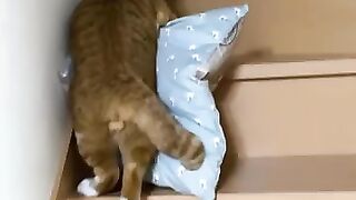 Cat majick