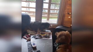 Funny Animals - Funny Cats / Dogs