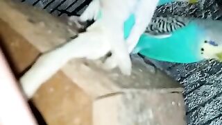 Cute parrot ????????