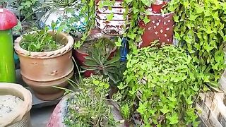Cement planter