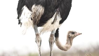 Ostrich The Biggest Bird