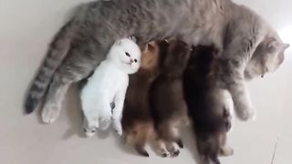 Perfect family of Persian Cat