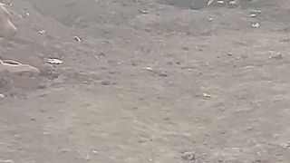 TikTok dog short video