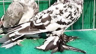 Fancy pigeon